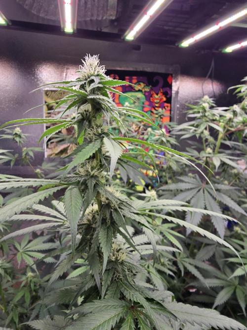 Red Sonja by Kosher Panda (Tester Grow). Week 12