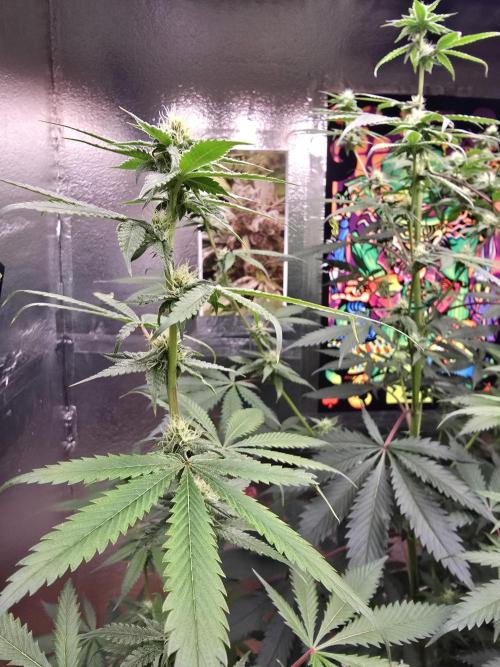Red Sonja by Kosher Panda (Tester Grow). Week 12