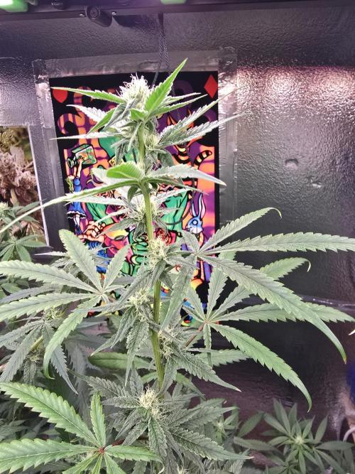 Red Sonja by Kosher Panda (Tester Grow). Week 12