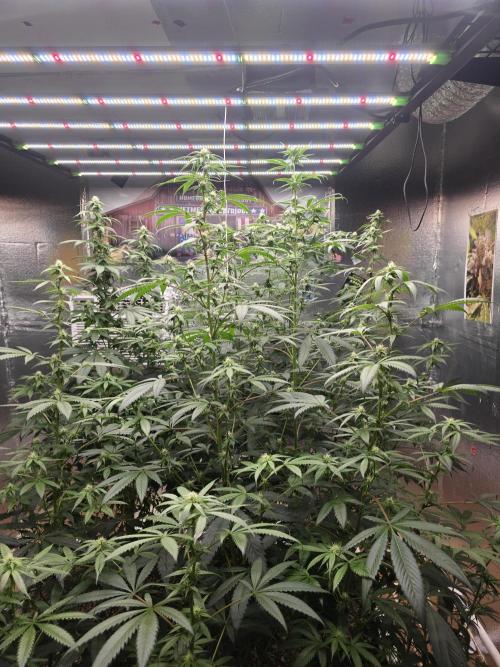 Red Sonja by Kosher Panda (Tester Grow). Week 12