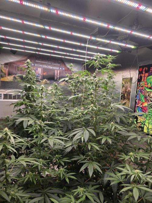 Red Sonja by Kosher Panda (Tester Grow). Week 12