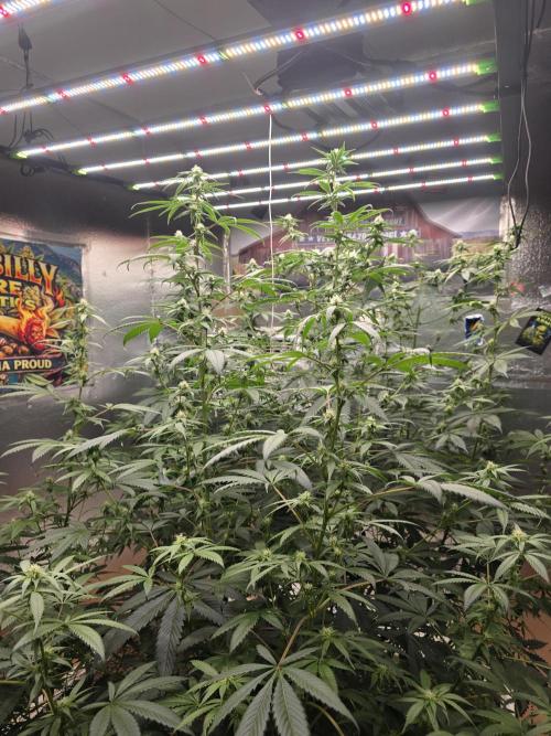 Red Sonja by Kosher Panda (Tester Grow). Week 12