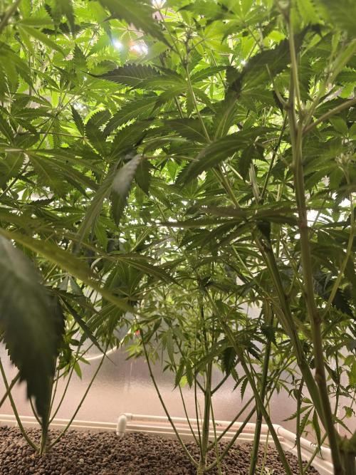 Red Sonja by Kosher Panda (Tester Grow). Week 12