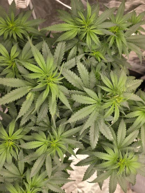 G.O.A.T Collaboration testers.. Week 6
