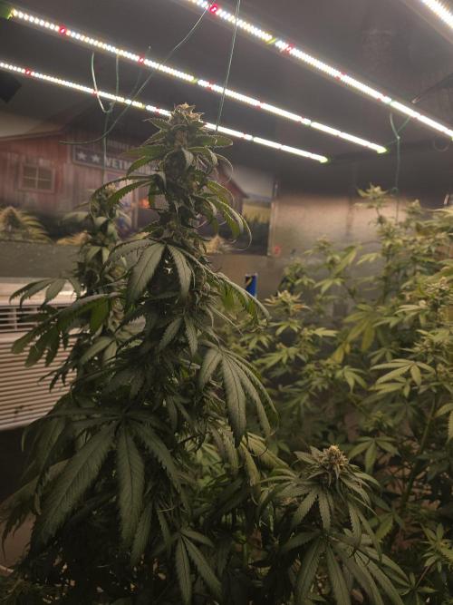 Red Sonja by Kosher Panda (Tester Grow). Week 13