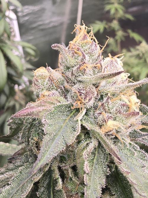 Red Sonja by Kosher Panda (Tester Grow). Week 13