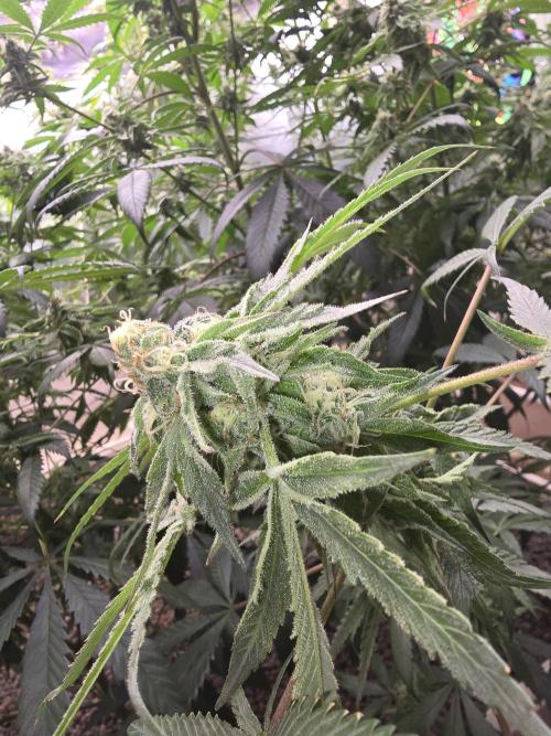 Red Sonja by Kosher Panda (Tester Grow). Week 13