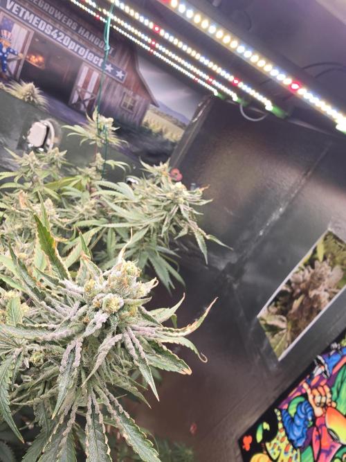 Red Sonja by Kosher Panda (Tester Grow). Week 13