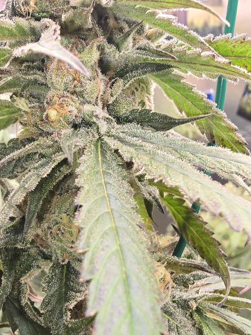 Red Sonja by Kosher Panda (Tester Grow). Week 13
