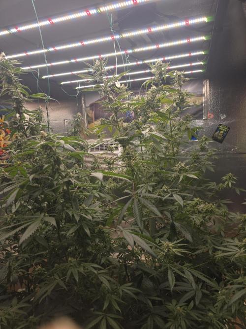 Red Sonja by Kosher Panda (Tester Grow). Week 13