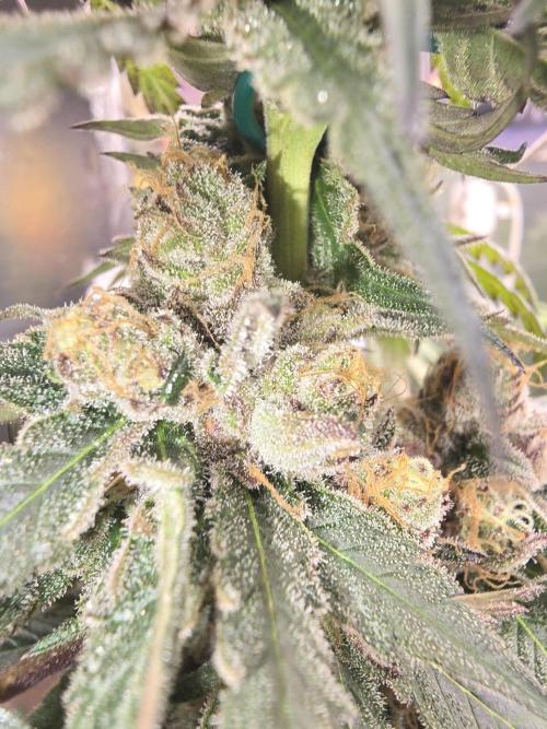 Red Sonja by Kosher Panda (Tester Grow). Week 14