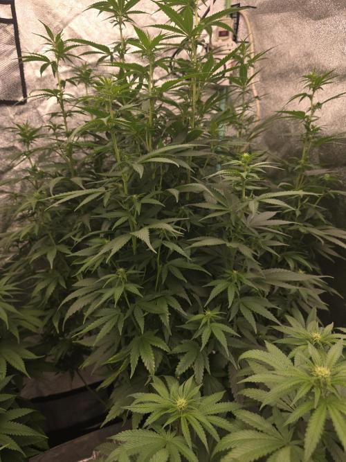 G.O.A.T Collaboration testers.. Week 7