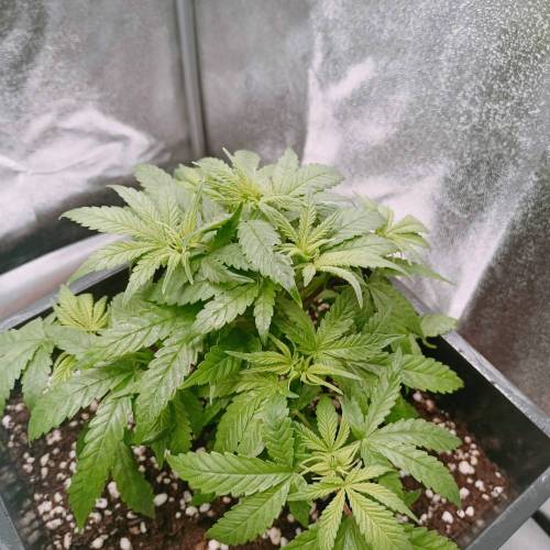 OG Kush Fem Ltd. Edition . Week 5