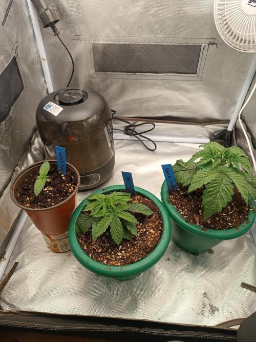 Dialing It In – Ripper & Kosher. Week 3 - My plants started on March 15. Unfortunately, the first Kosher Kush had a proble