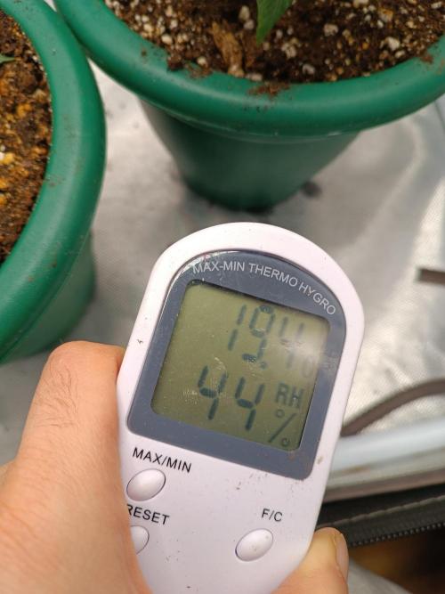 Dialing It In – Ripper & Kosher. Week 3 - Currently having some low humidity issues — my humidifier died, but I’ve got a n