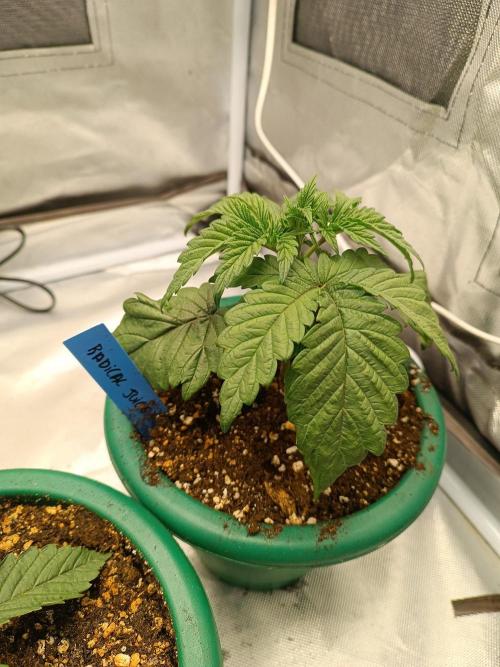 Dialing It In – Ripper & Kosher. Week 3 - radical juice