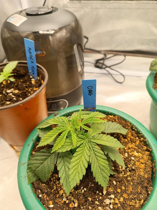 Dialing It In – Ripper & Kosher. Week 3 - omg
