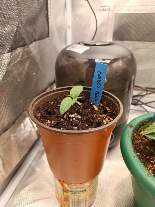 Dialing It In – Ripper & Kosher. Week 3 - kosher kush