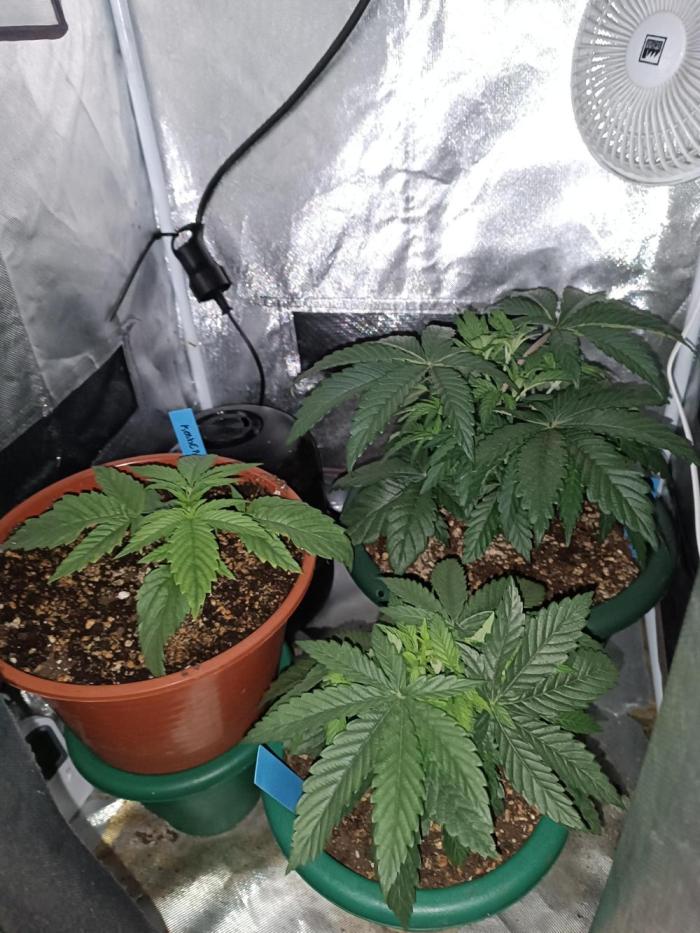 Dialing It In – Ripper & Kosher. Week 1