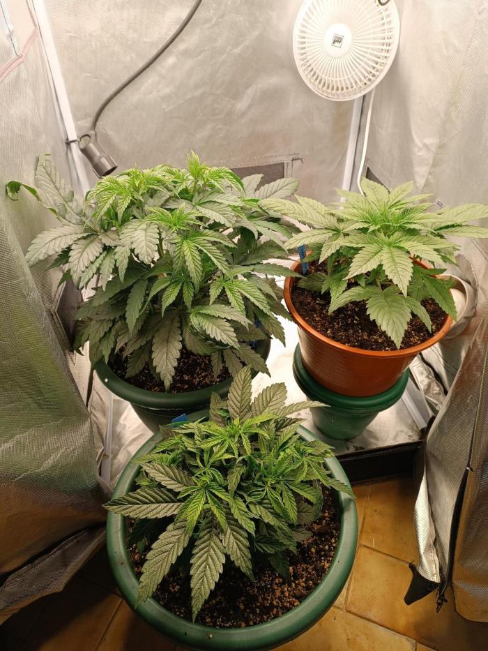 Dialing It In – Ripper & Kosher. Week 2