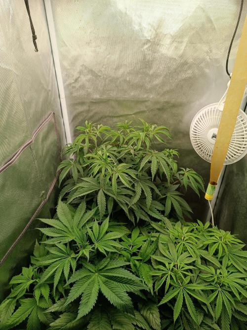 Dialing It In – Ripper & Kosher. Week 4
