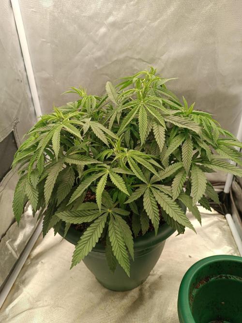 Dialing It In – Ripper & Kosher. Week 4 - OMG
