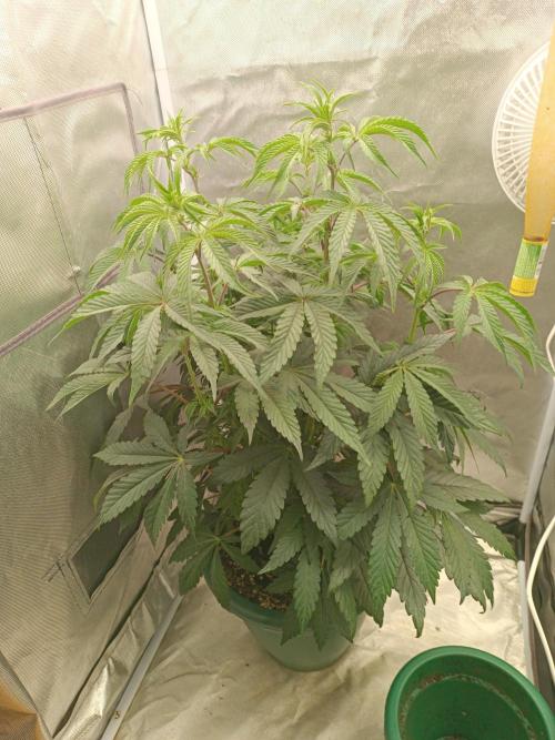 Dialing It In – Ripper & Kosher. Week 4 - Radical Juice