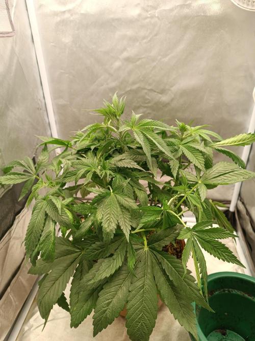 Dialing It In – Ripper & Kosher. Week 4 - kosher kush