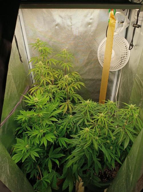 Dialing It In – Ripper & Kosher. Week 6