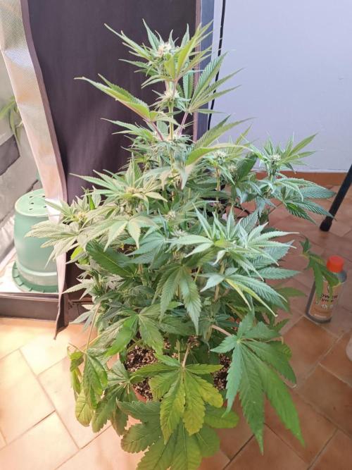 Dialing It In – Ripper & Kosher. Week 6 - Kosher Kush s1