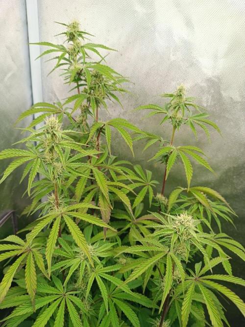 Dialing It In – Ripper & Kosher. Week 6 - Radical Juice 