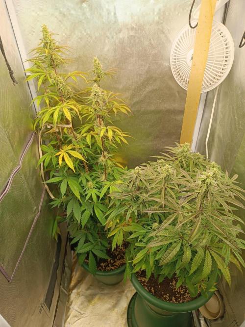 Dialing It In – Ripper & Kosher. Week 7 - omg and radical juice