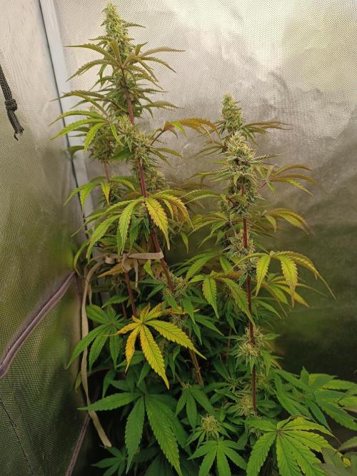 Dialing It In – Ripper & Kosher. Week 7 - radical juice