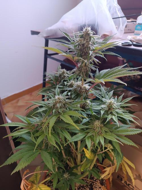 Dialing It In – Ripper & Kosher. Week 7 - kosher kush