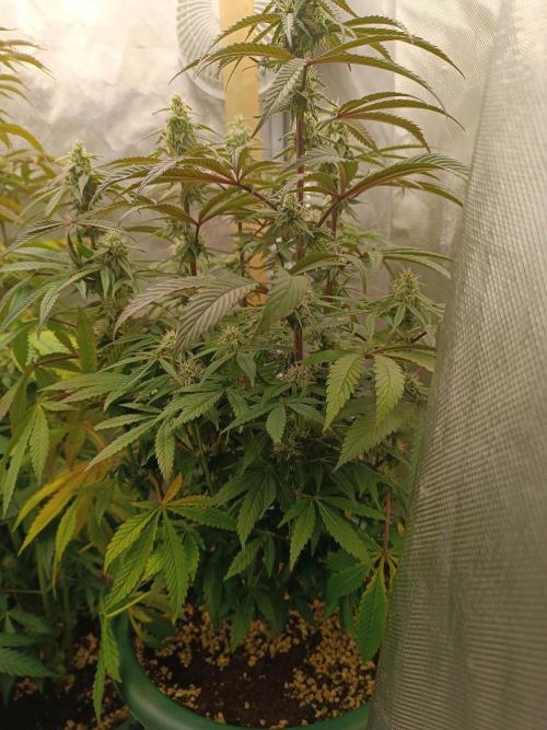 Dialing It In – Ripper & Kosher. Week 7 - omg