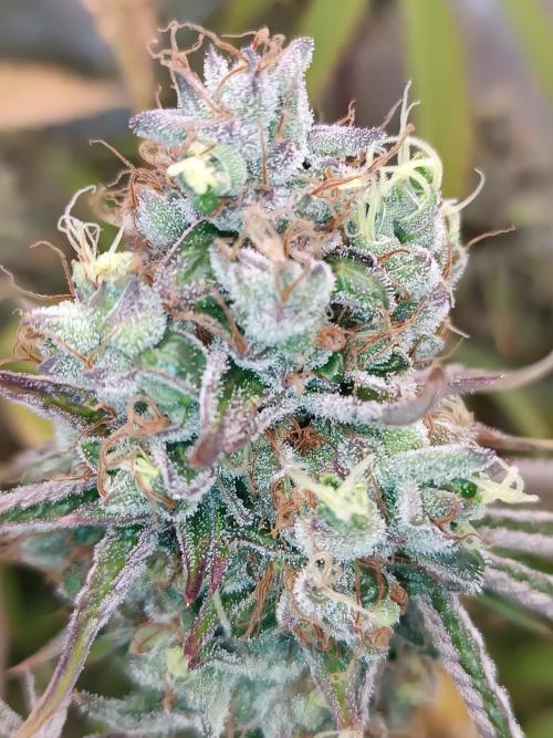 Dialing It In – Ripper & Kosher. Week 12 - radical juice2