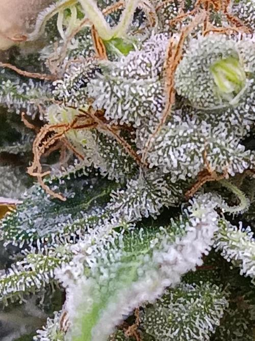 Dialing It In – Ripper & Kosher. Week 12 - radical juice3