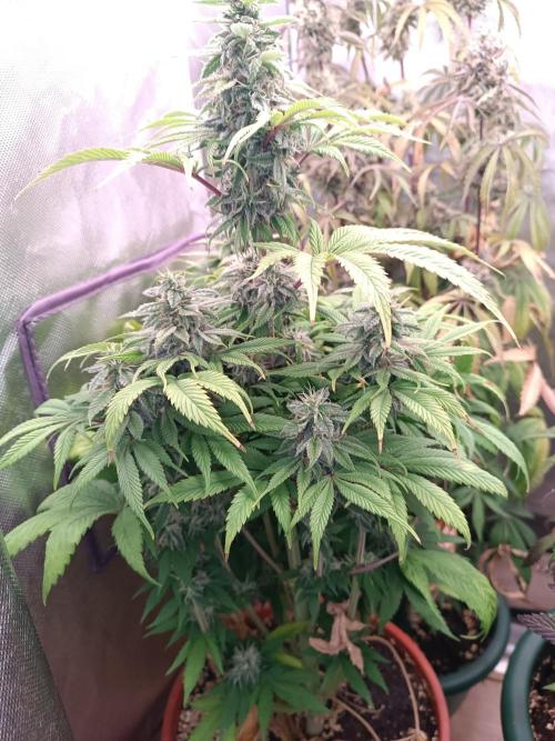 Dialing It In – Ripper & Kosher. Week 12 - kosher kush 1