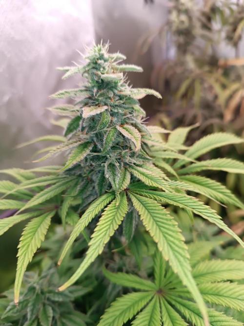 Dialing It In – Ripper & Kosher. Week 12 - kosher kush 1