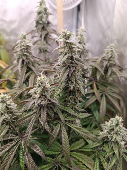 Dialing It In – Ripper & Kosher. Week 12 - omg1