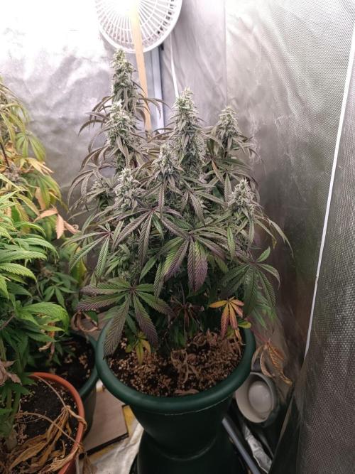 Dialing It In – Ripper & Kosher. Week 12 - omg2