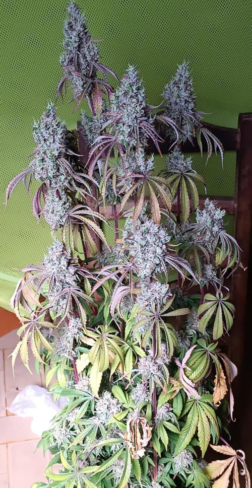 Dialing It In – Ripper & Kosher. Week 13