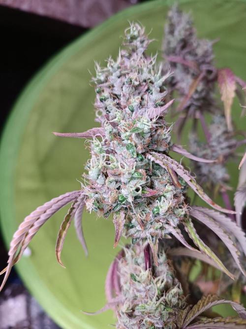 Dialing It In – Ripper & Kosher. Week 13