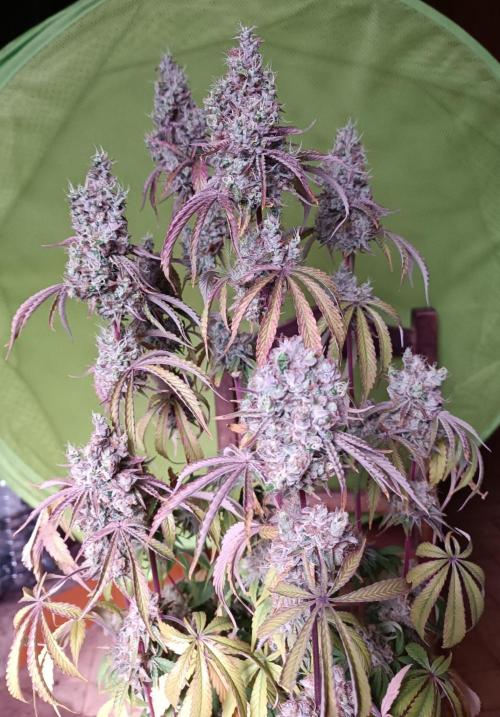 Dialing It In – Ripper & Kosher. Week 13