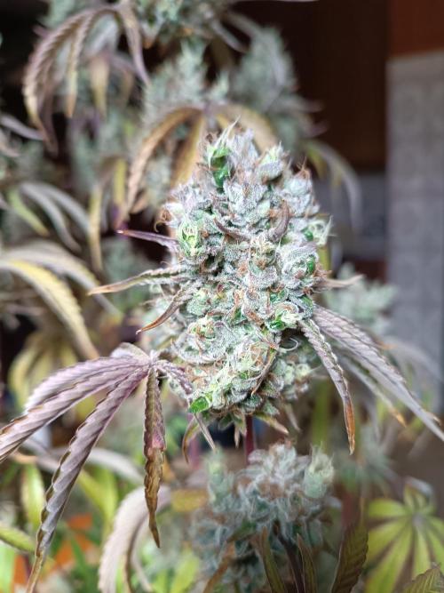 Dialing It In – Ripper & Kosher. Week 13