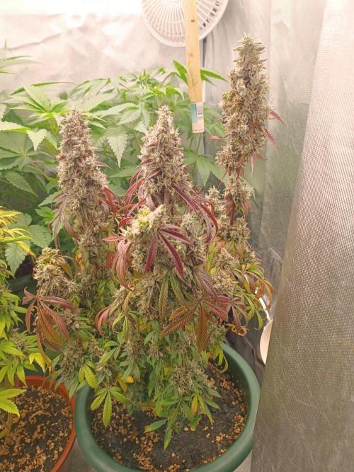 Dialing It In – Ripper & Kosher. Week 13