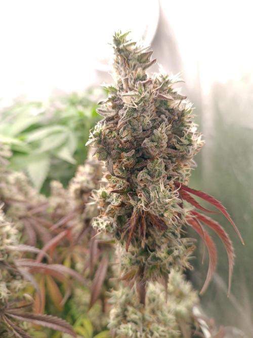 Dialing It In – Ripper & Kosher. Week 13
