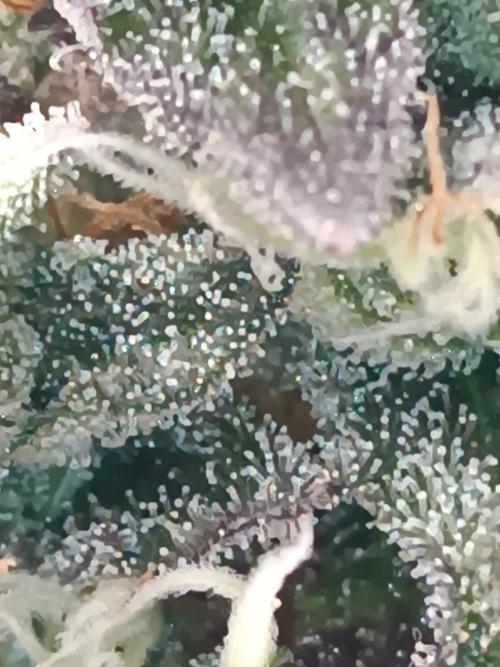 Dialing It In – Ripper & Kosher. Week 13