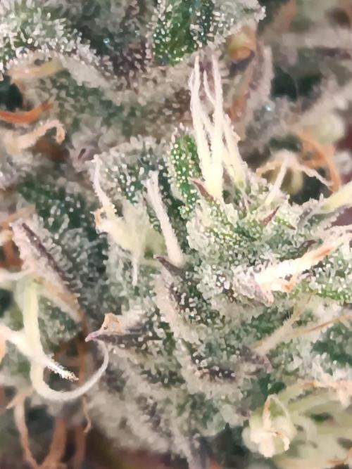 Dialing It In – Ripper & Kosher. Week 13