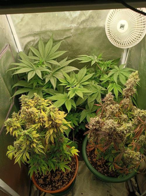 NL • Pink Gasoline • Eleven Roses. Week 2 - Three new girls starting their journey while the two veterans finish theirs. A p
